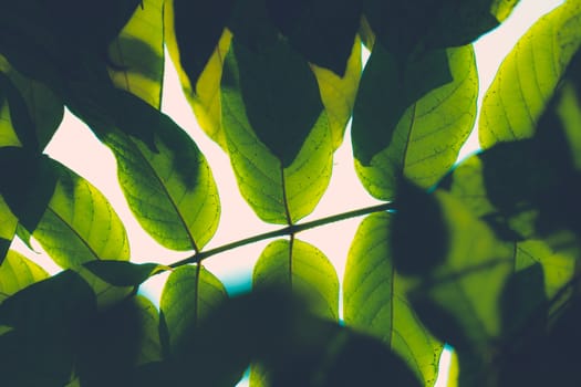 Tree branch over blurred green leaves background, nature background