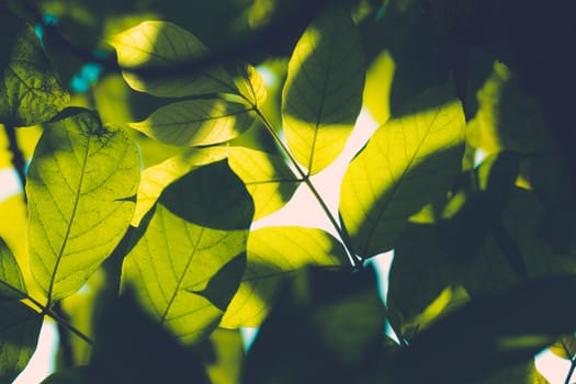 Tree branch over blurred green leaves background, nature background