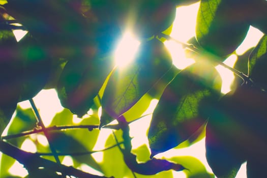 Tree branch over blurred green leaves background, nature background