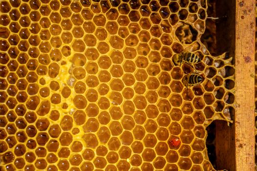 Bees work on honeycomb