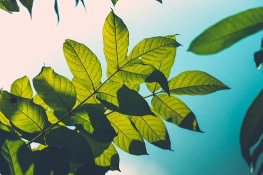 Tree branch over blurred green leaves background, nature background