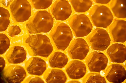 Honeycomb filled with honey