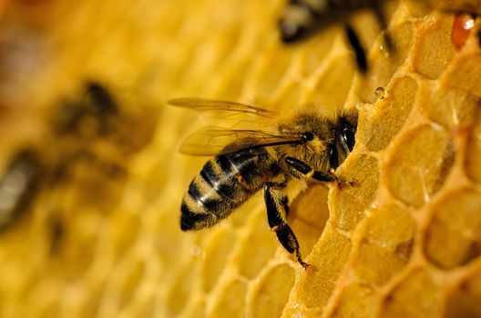 Bees work on honeycomb