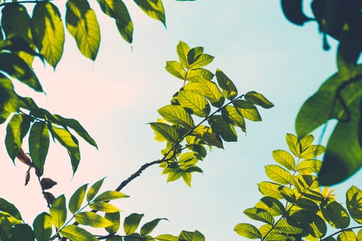 Tree branch over blurred green leaves background, nature background