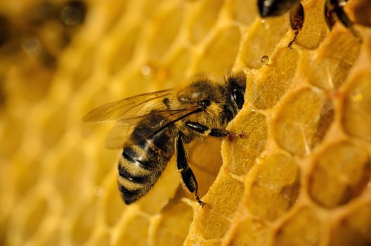 Bees work on honeycomb