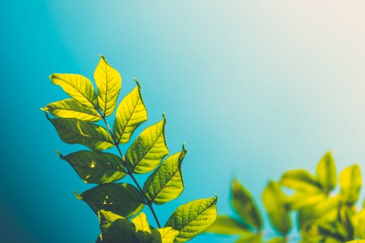 Tree branch over blurred green leaves background, nature background