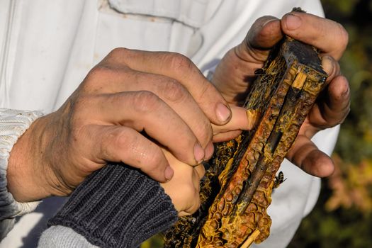 Beekeeper showing honeycomb frame