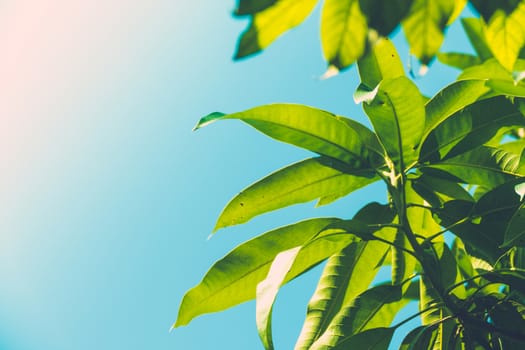 Tree branch over blurred green leaves background, nature background