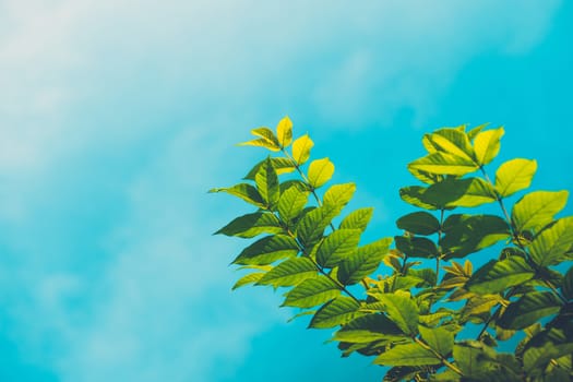 Tree branch over blurred green leaves background, nature background