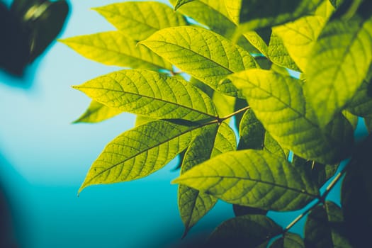 Tree branch over blurred green leaves background, nature background