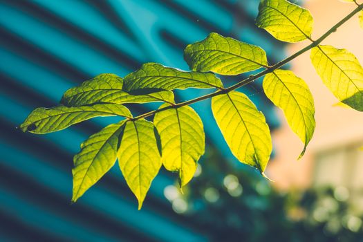 Tree branch over blurred green leaves background, nature background