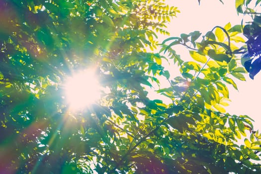 Tree branch over blurred green leaves background, nature background