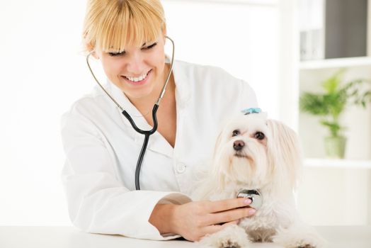 Young female veterinary examining a maltese dog at the doctor's office