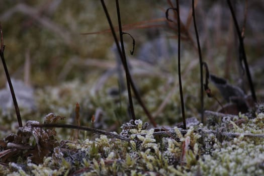 Details from the forest, frost