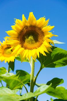 The photo depicts a sunflower against the blue sky.