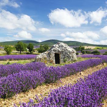 lavender field and cloudy sky, France