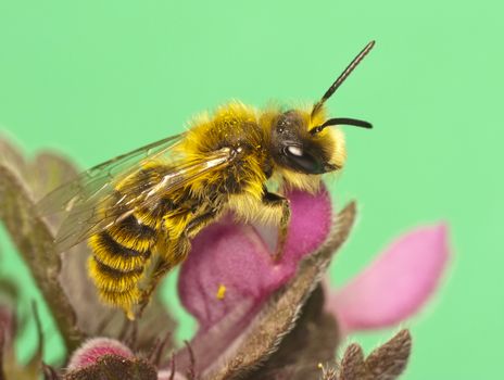 Bee on flowers-macro photos