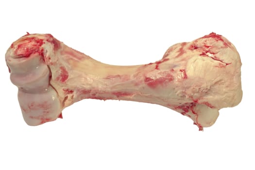 Beef bone isolated on white