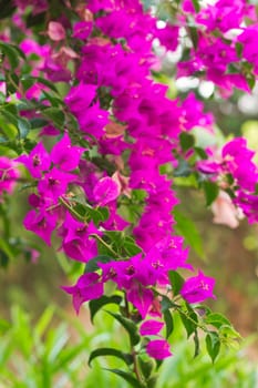 Flowering bougainvillea