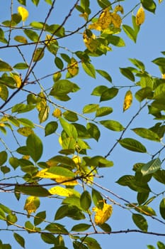 The background with green and yellow leaves against blue sky