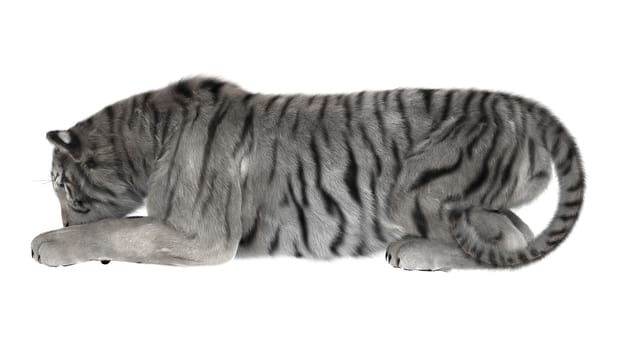 3D digital render of a white tiger playing isolated on white background