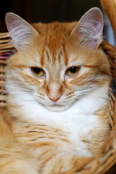 Portrait of a young red-haired cats