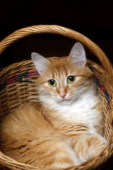 Portrait of a young red-haired cats in wicker basket