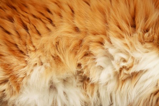 fluffy fur ginger cat close up