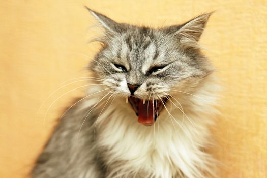 Portrait of a old grey cats