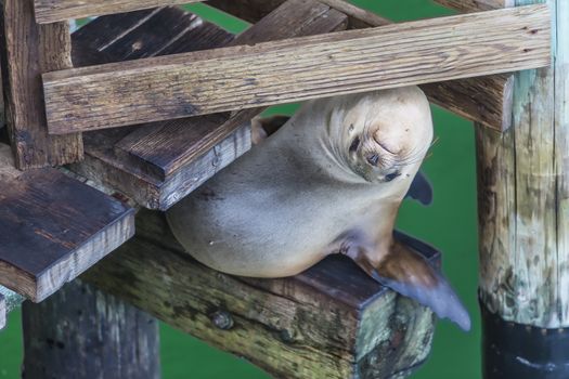 Curious California sea lion sitting below a pier