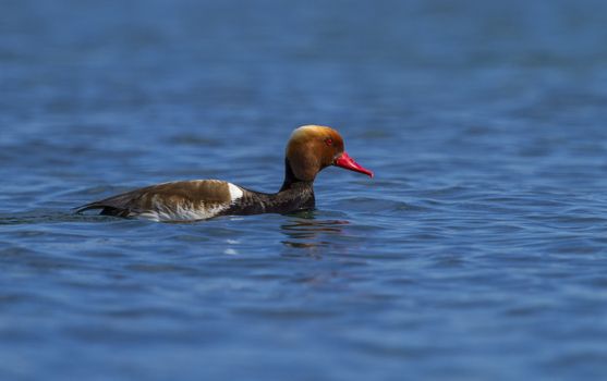 Red-crested male pochard duck, netta rufina, portrait