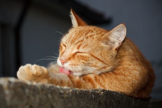 Yellow cat cleaning himself