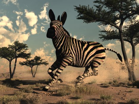 Zebra running in the savannah near acacia trees - 3D render