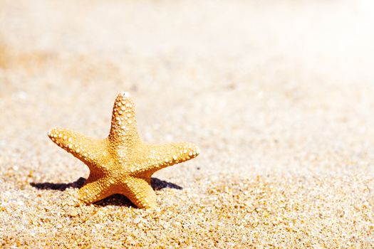 Starfish on Sand 