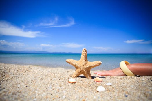 Starfish and Shells on the beach 