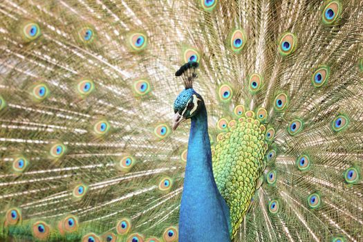 Beautiful male Peacock with tail extended