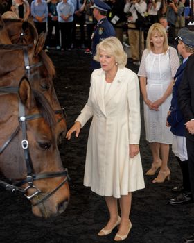 AUSTRALIA, Sydney: Camilla, the Duchess of Cornwall greets horses from the New South Wales Mounted Police Unit in Redfern, Sydney on November 12, 2015. The visit is part of her and Prince Charles' 12-day royal tour of Australia and New Zealand.