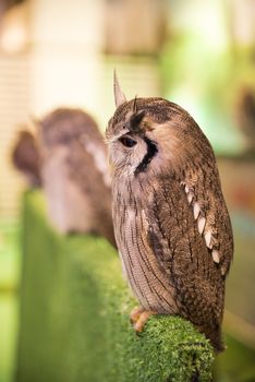 OWL eyes, two beautiful colors.