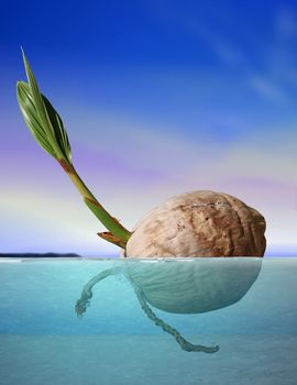 Coconut seed drifting at sea under blue sky