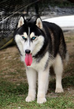 Siberian husky standing