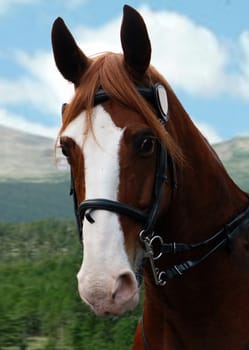 Portrait of a brown stallion