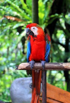 Parrot sitting on wooden pole