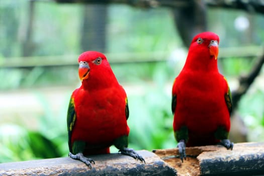 Pair of Red Parrot