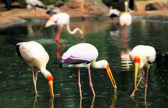 African yellow billed feeding at the lake