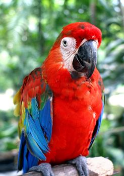 Parrot in close up