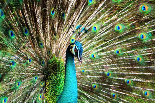 Peacock with feathers stand out