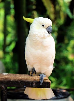 White parrot sitting on wood