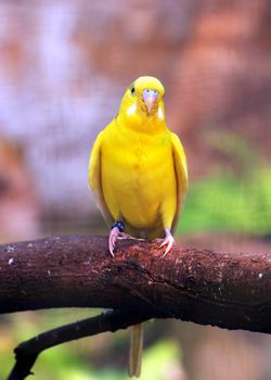 Yellow bird standing on tree branch