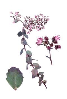 Sedum cauticola with details of leaf and bloom against white background.