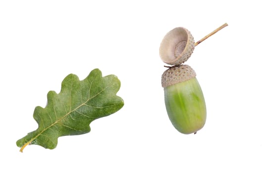 Close up shot of oak leaf and acorn isolated on white background.